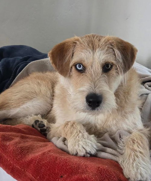 Caramel, an adoptable Terrier in San Diego, CA