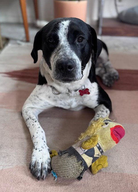 Nora, an adoptable Pointer in San Diego, CA
