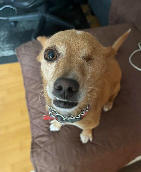Chispita