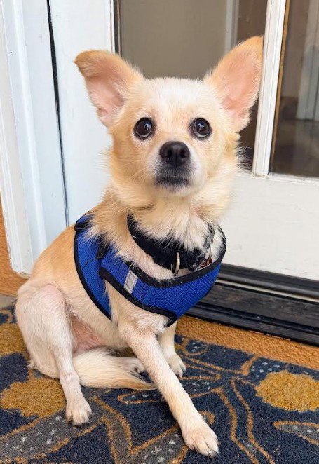 Marvin, an adoptable Chihuahua in San Diego, CA