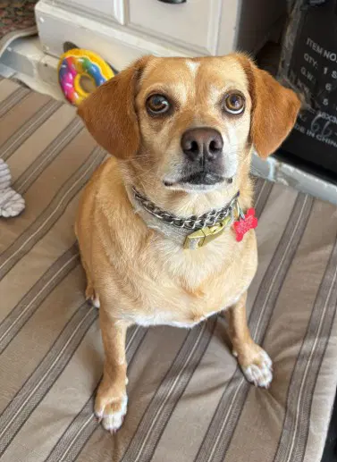 Poppy - Beagle