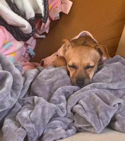Mabel photo 7
