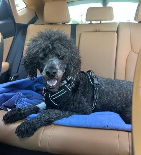 Poodle
