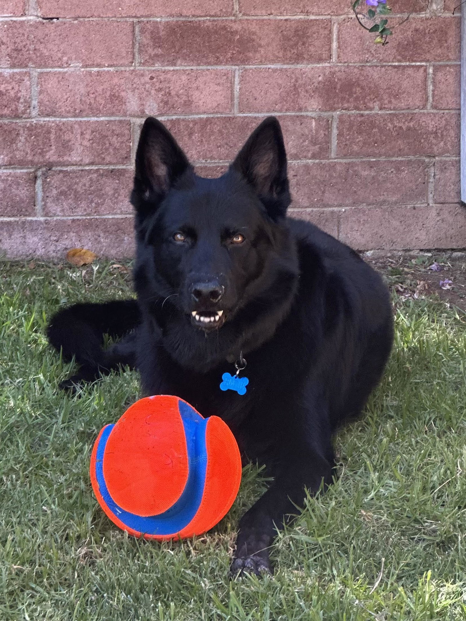 Koda - Courtesy Post
