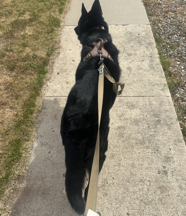 Koda - Courtesy Post