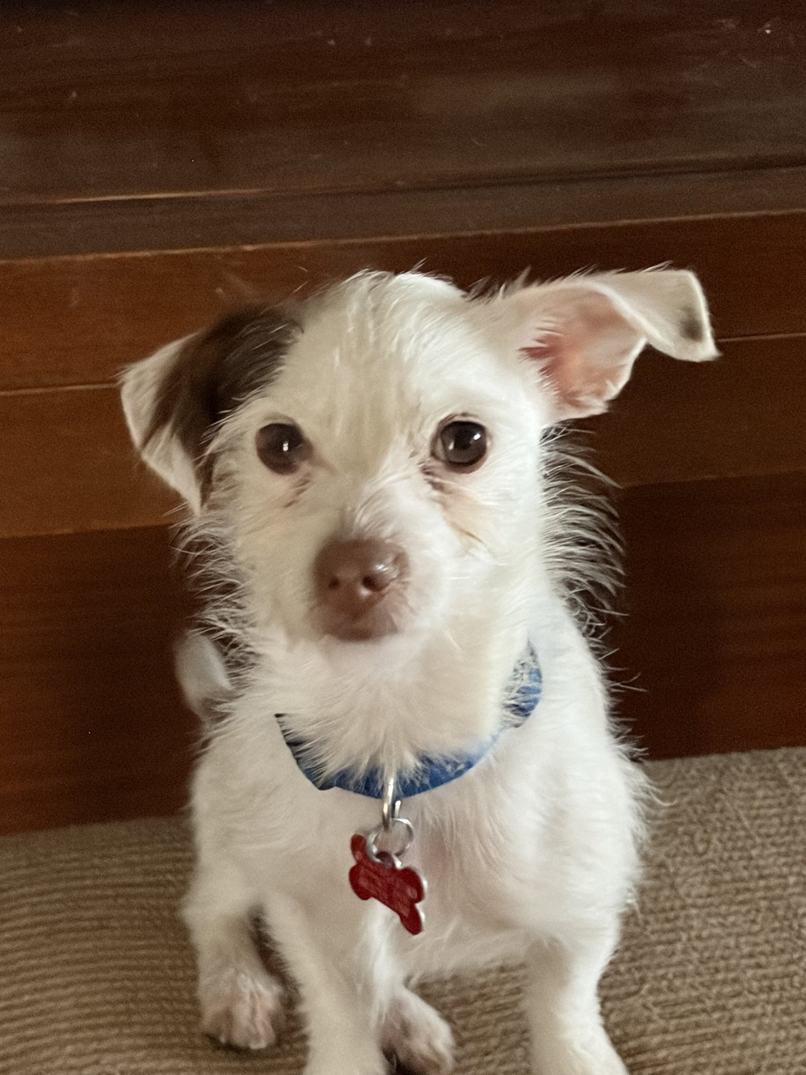 Terrier