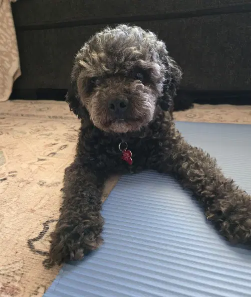 Charlie - Poodle (Miniature)