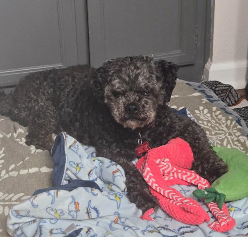 Charlie, photo 4