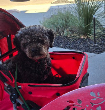 Charlie, photo 5