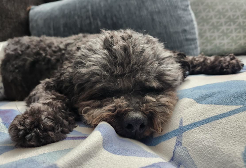 Charlie, photo 2