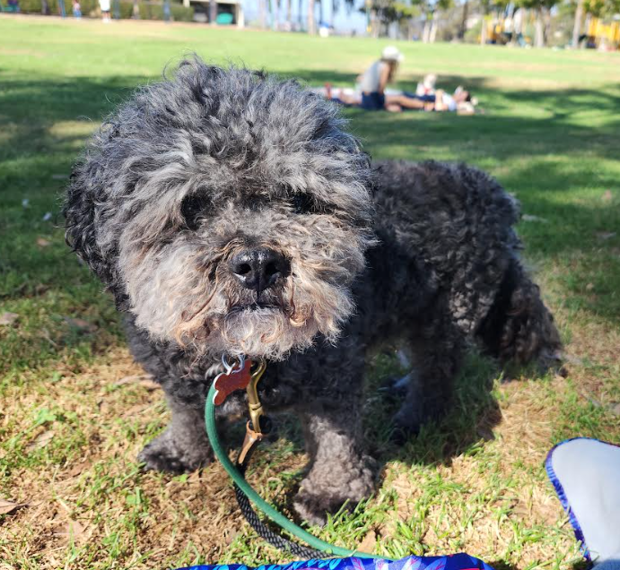 Poodle