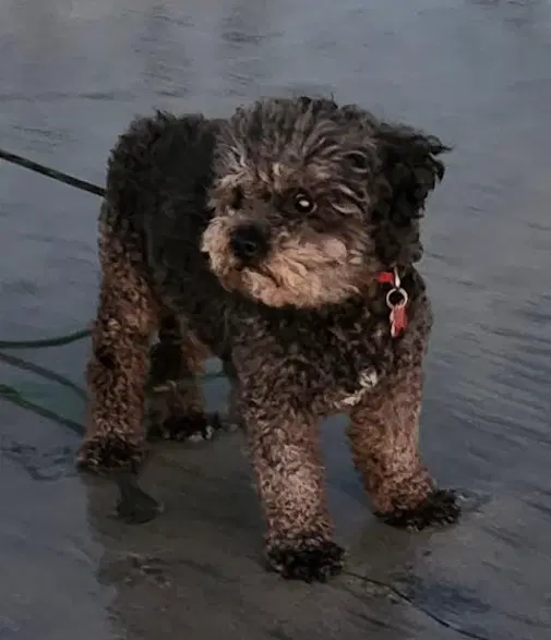 Charlie image 3