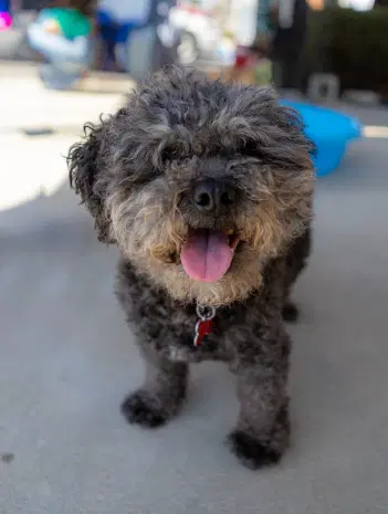 Charlie image 2