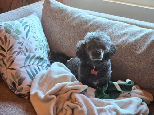 Charlie, Poodle (Miniature) (medium coat)