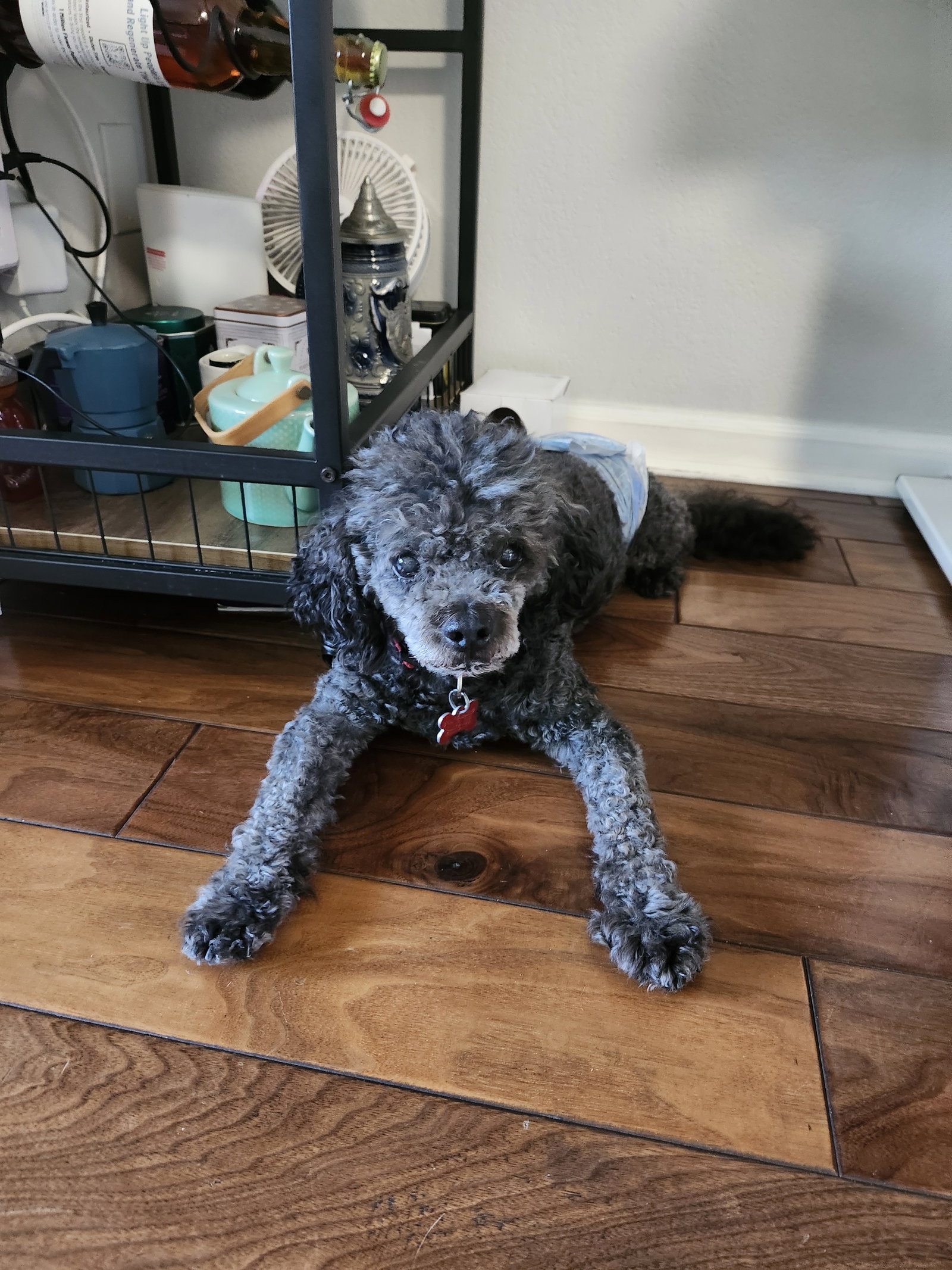 Charlie, photo 2