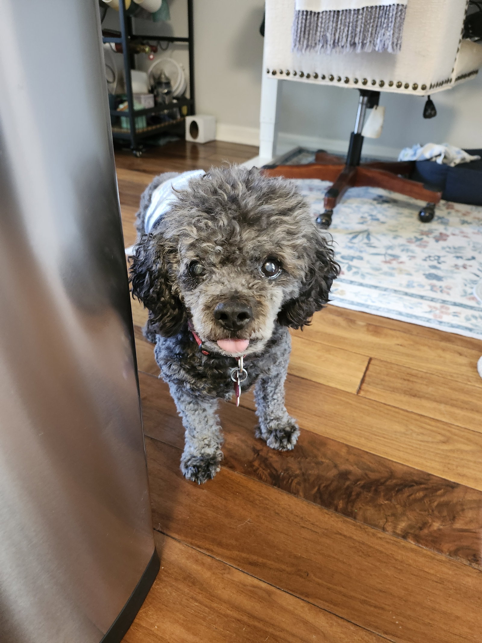 Charlie, photo 3