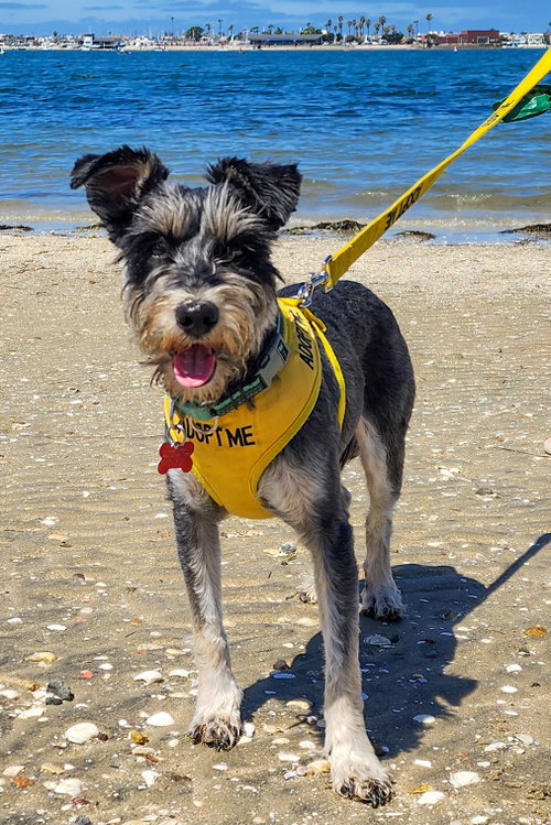 Nala, an adoptable Miniature Schnauzer in San Diego, CA