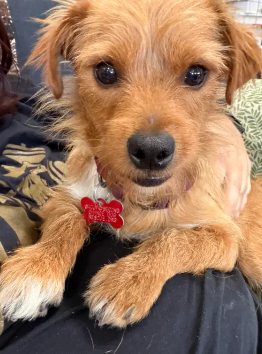Biscuit - Terrier