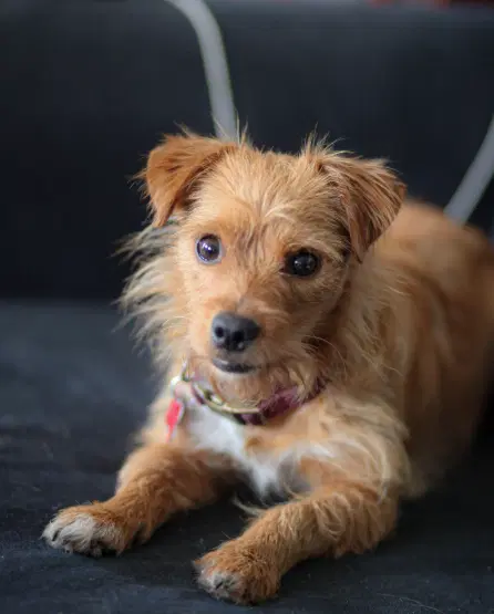 Biscuit image 2