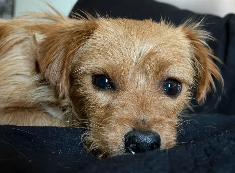 Biscuit image 4