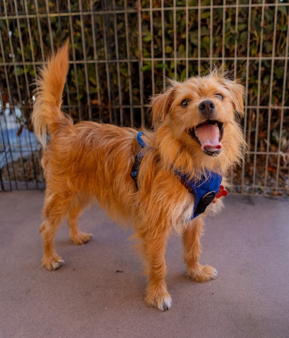 Terrier
