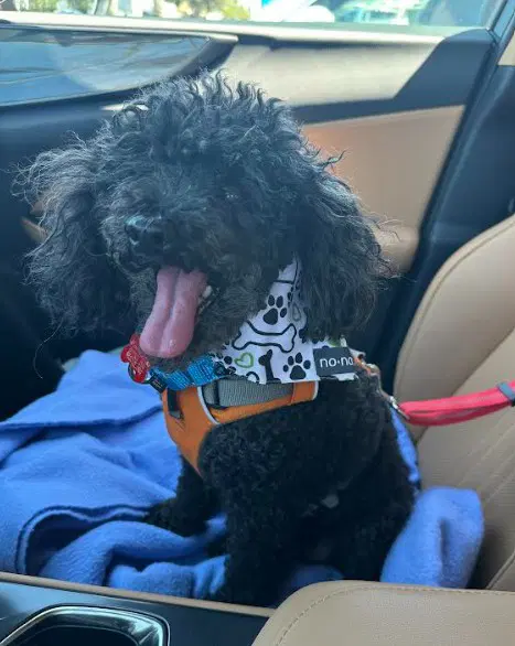 Ruckus - Poodle (Miniature)