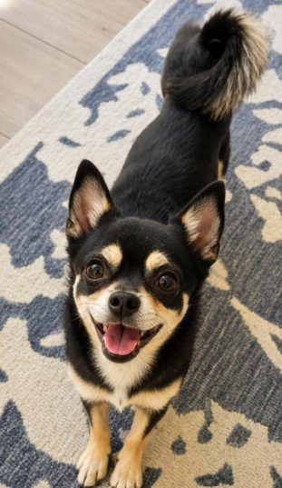 Pancho, an adoptable Shiba Inu in San Diego, CA