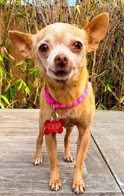 Chiquita - Chihuahua
