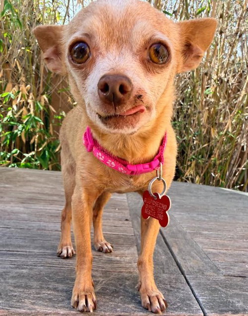 Chiquita photo 4