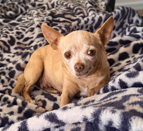Chiquita, photo 2