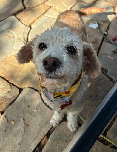Bella