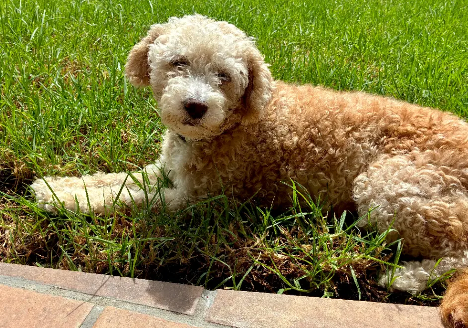 Bella image 2