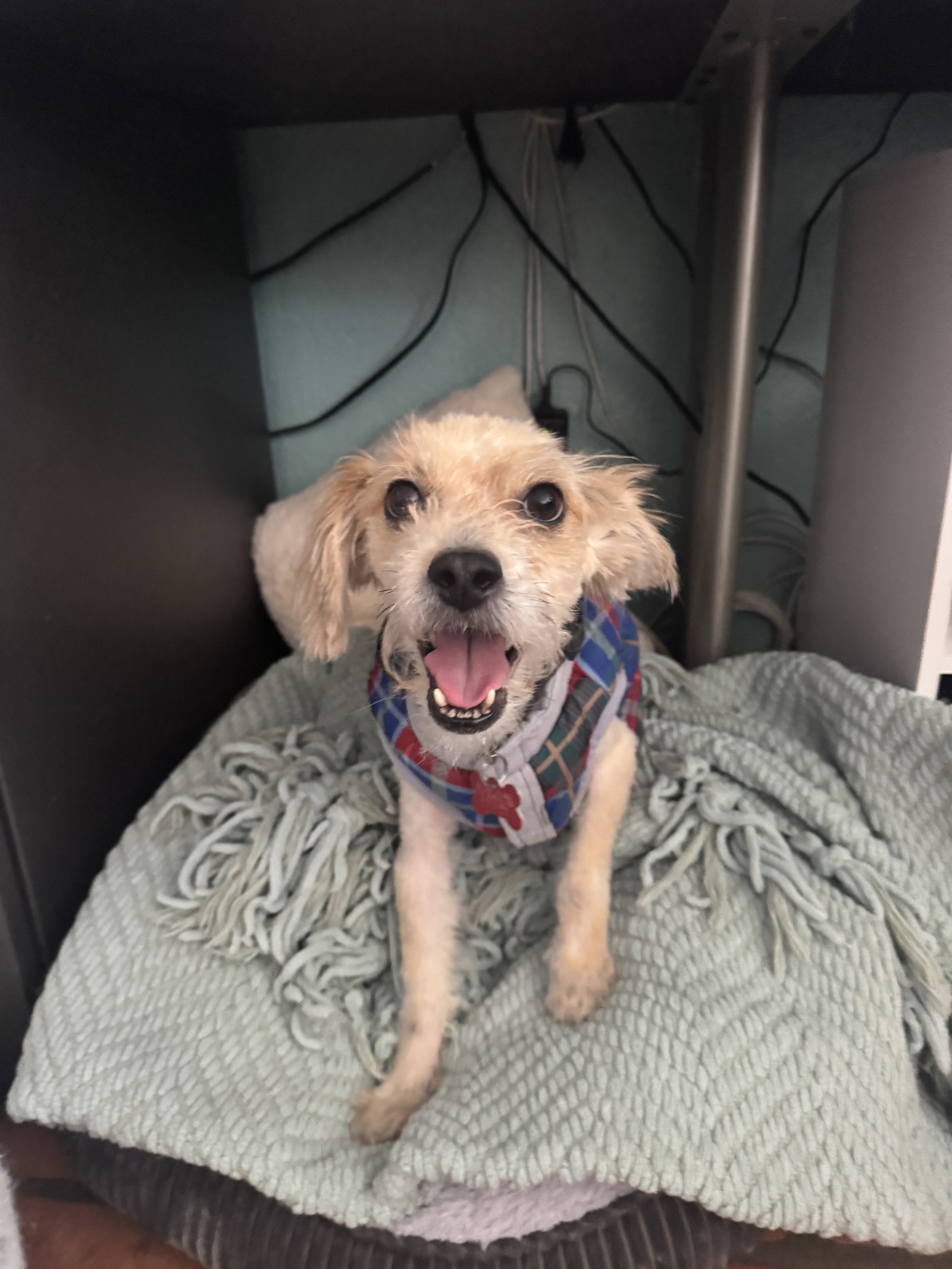Maltese
