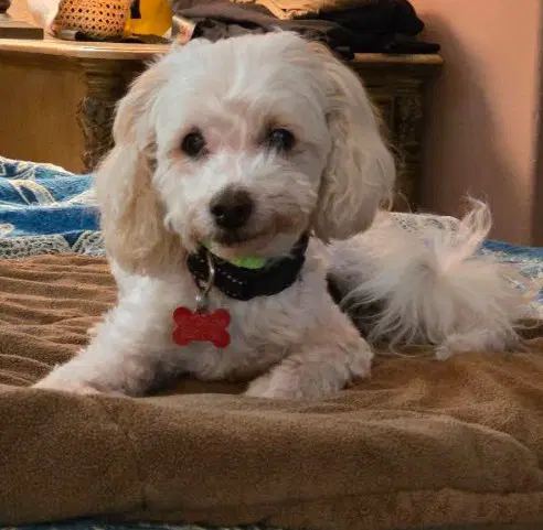 Petree - Maltese