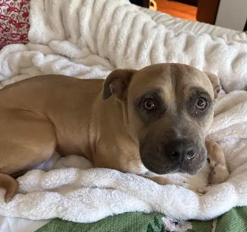 Phoebe - Mastiff