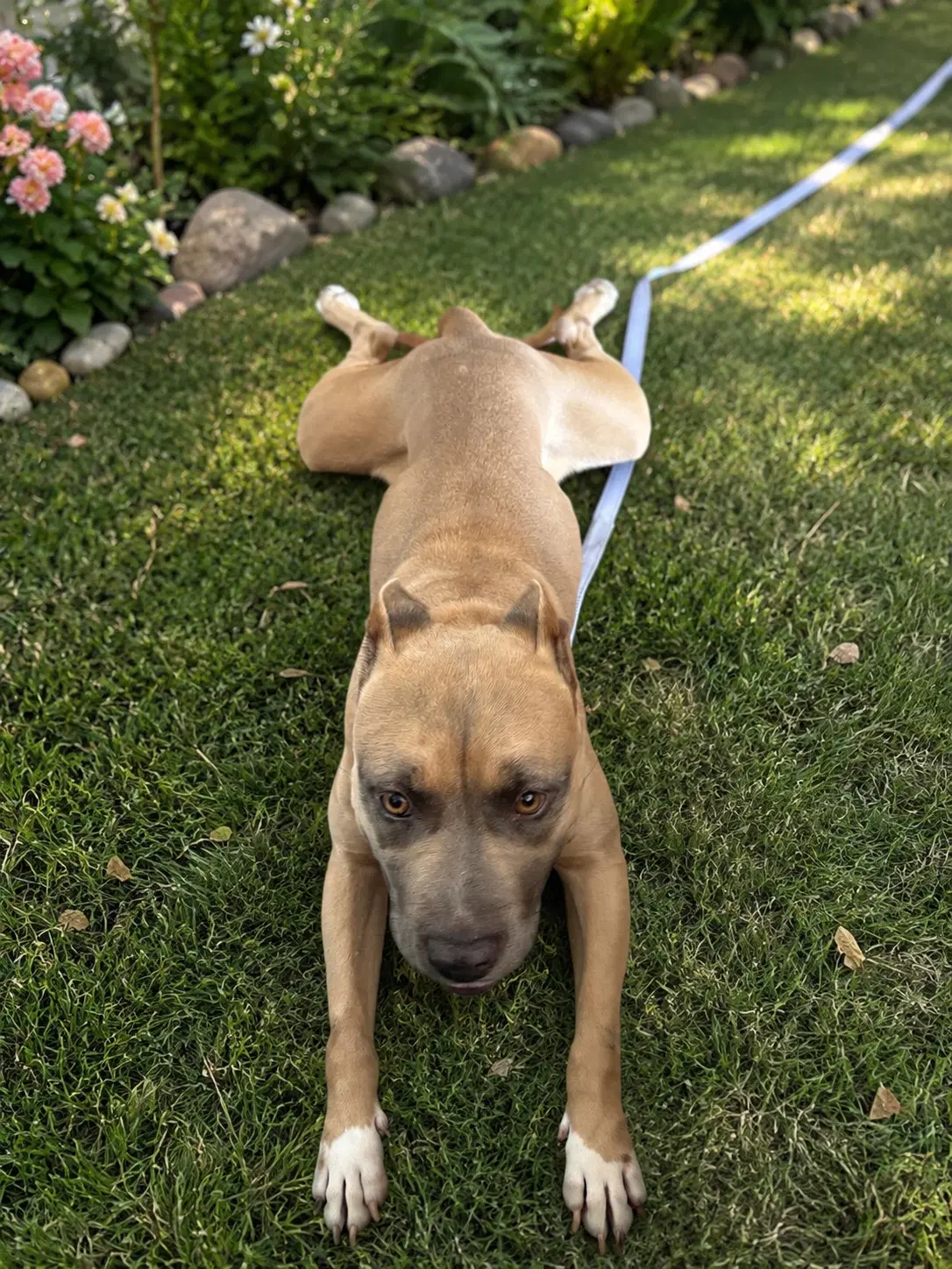 Phoebe image 3