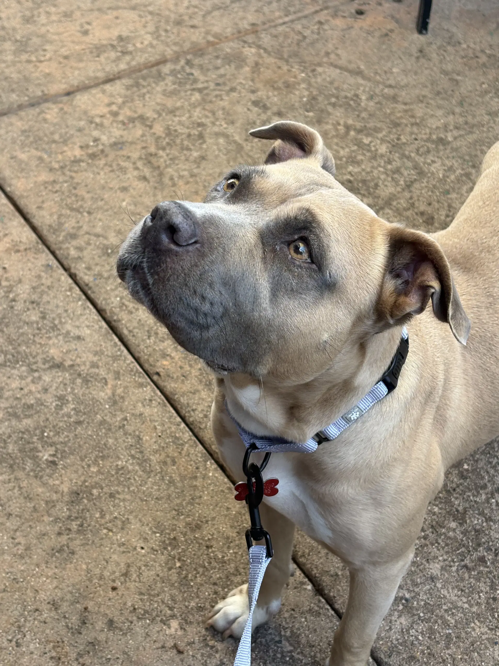 Phoebe image 4