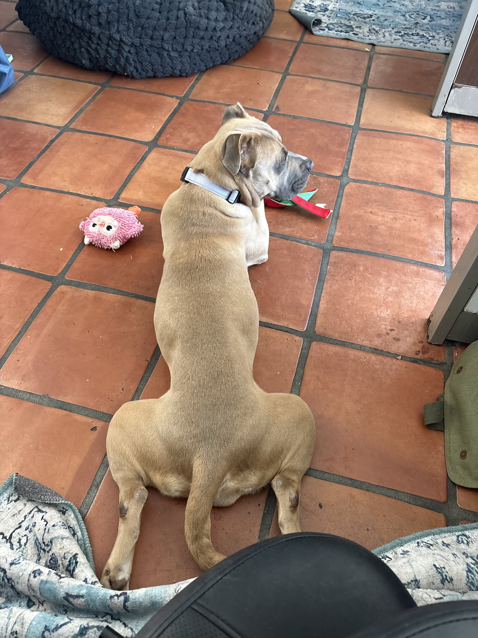 Phoebe, photo 7