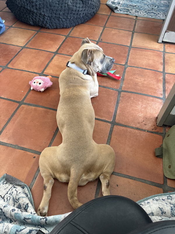 Phoebe
