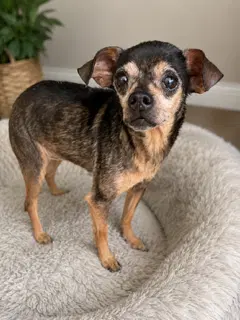 Estrella - Chihuahua