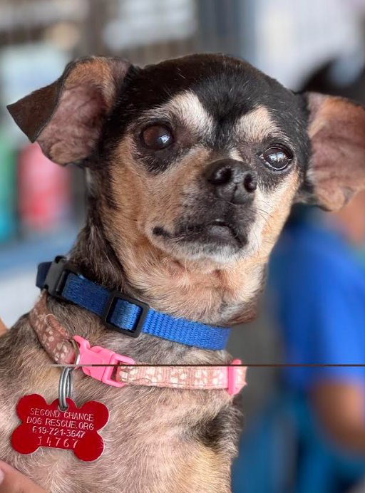 Chihuahua