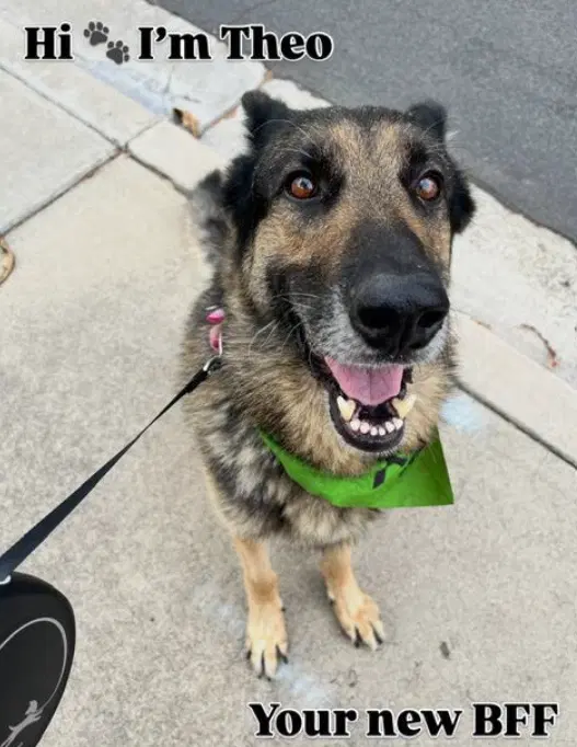 Theo - German Shepherd Dog