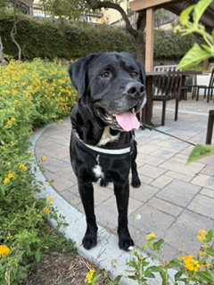 Wally, photo 3