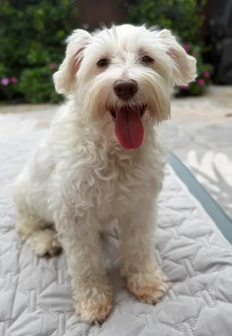 Misty - Schnauzer