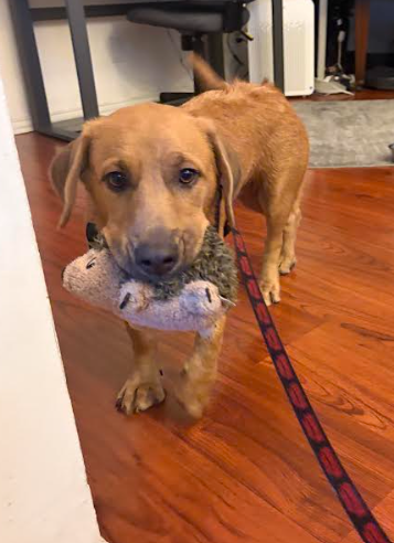 Retriever