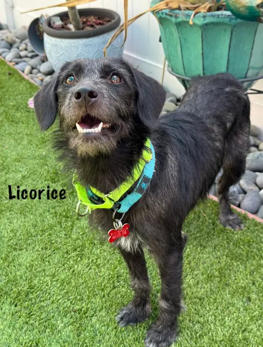 Licorice - Terrier