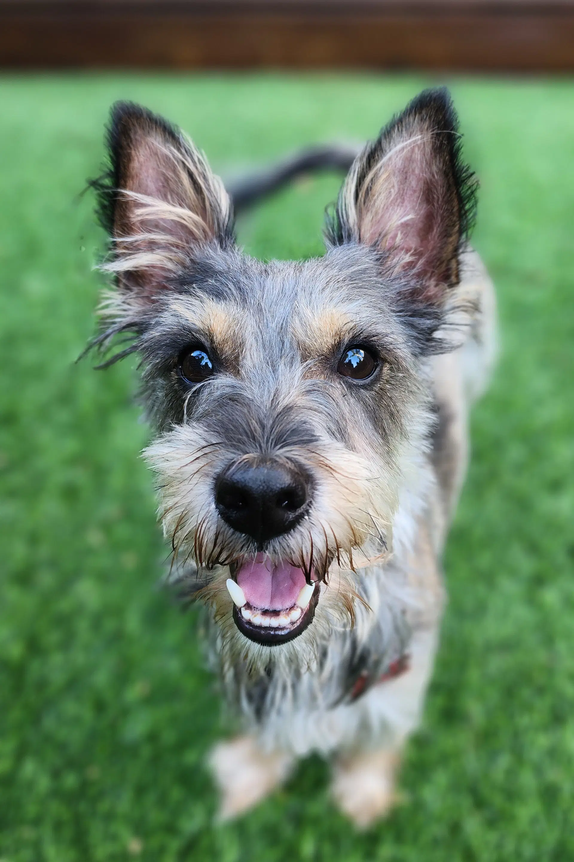 Mikey - Miniature Schnauzer