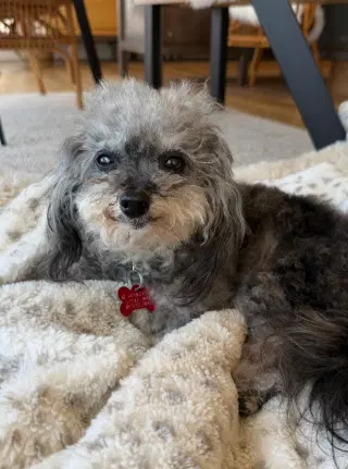 Abigail - Poodle (Toy)