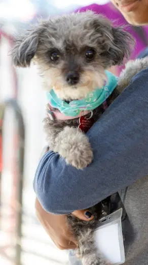 Abigail - Poodle (Toy)