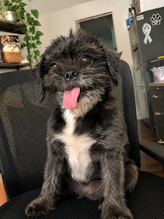 Photo 5 of Chewy